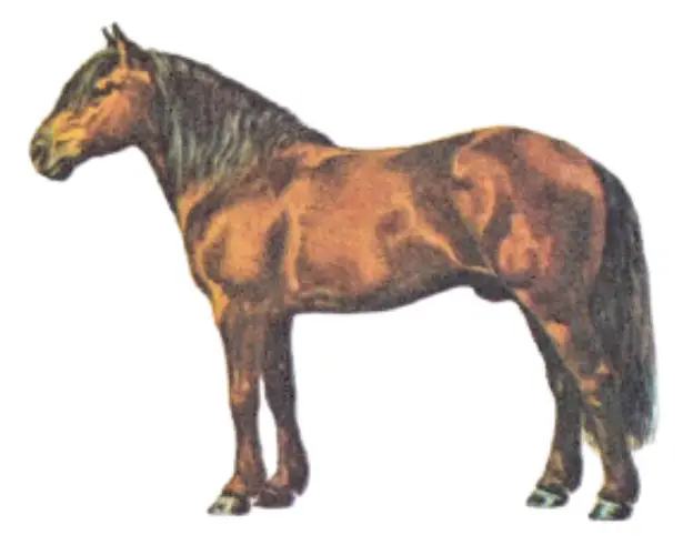 Bashkirsky Pony Breed