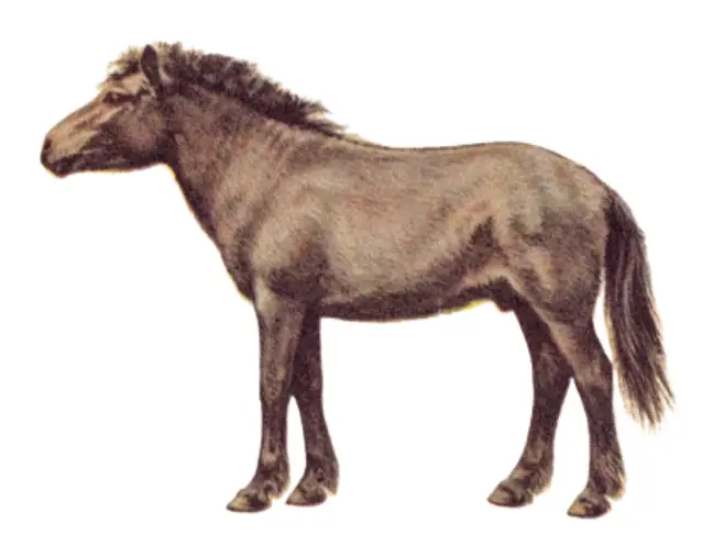 Tarpan Pony Breed