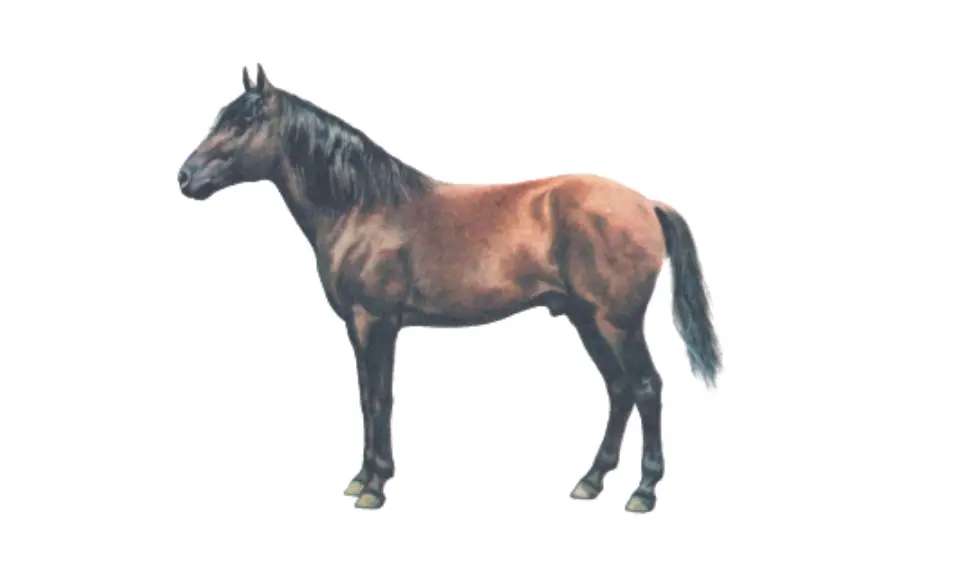 Peneia Pony Breed 