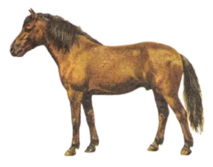 Hucul Pony Breed