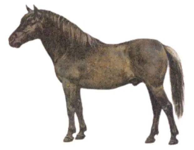 Konik Pony Breed