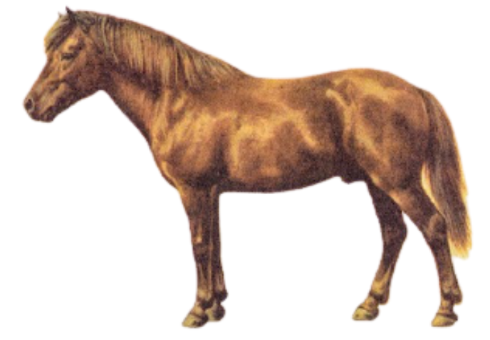 Bosnian Pony Breed