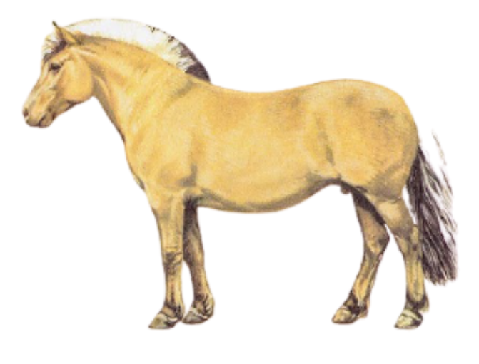 Fjord (Westland) Pony Breed