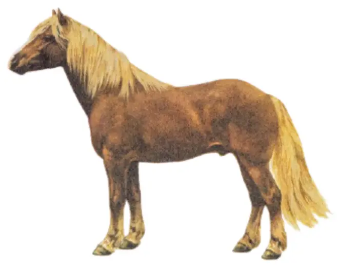 Haflinger Pony Breed