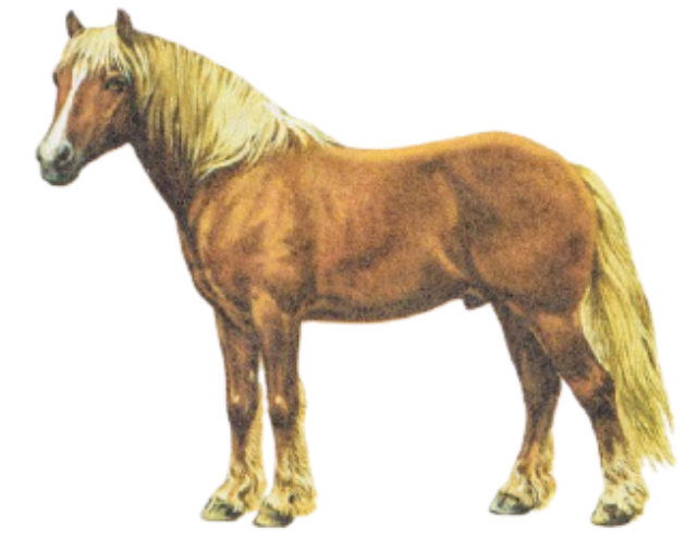Avelignese Pony Breed
