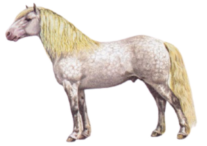 Highland Pony Breed Physique
