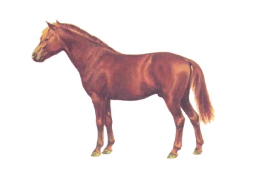 Caspian Pony Breed