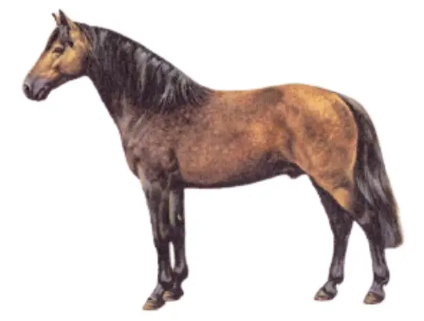 Connemara Pony Breed appearance 