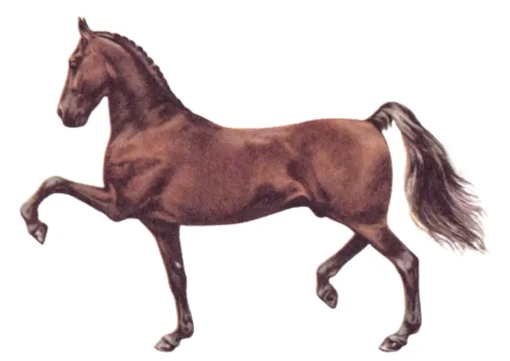 Hackney Pony Breed Physical Appearance