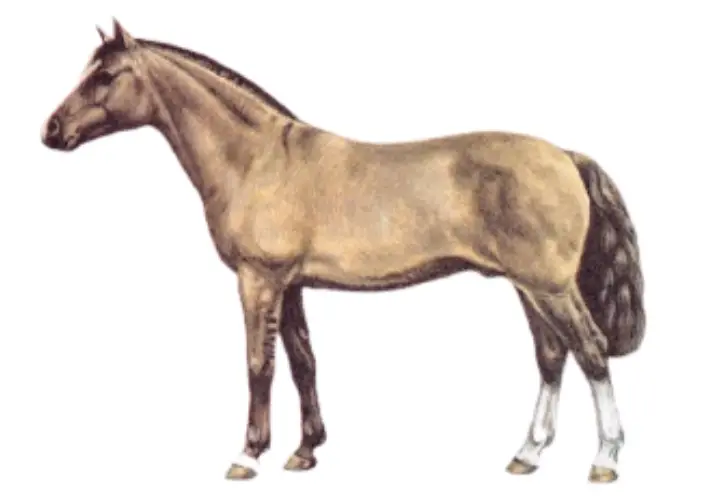 Criollo Horse Breed Physique