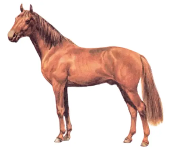 Mangalarga Horse Breed Physique