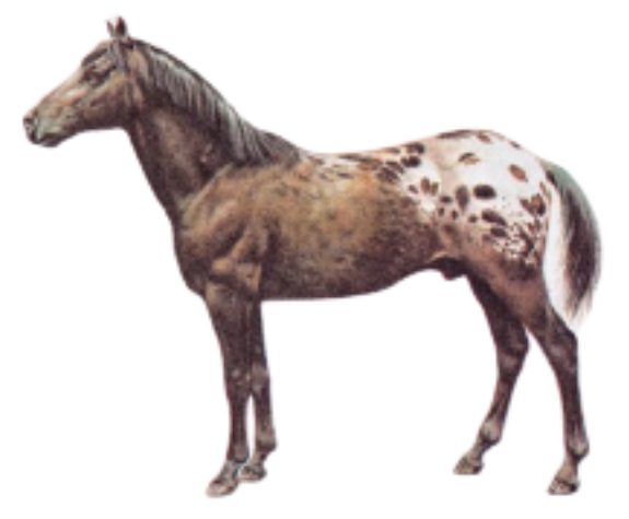 The  Physique of Appaloosa Spotted Blanket Horse Breed