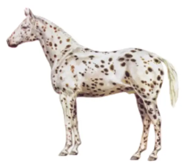 Appaloosa Leopard Horse Phyisique 