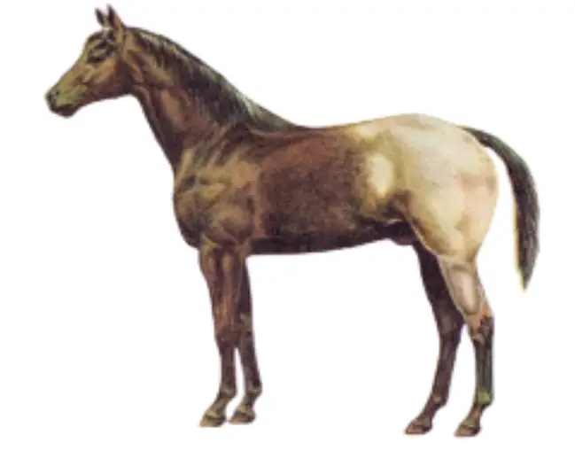 The physique of Appaloosa Blanket Dark Mane