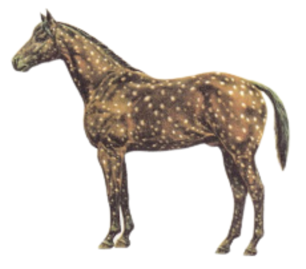 Appaloosa Snowflake horse breed physique