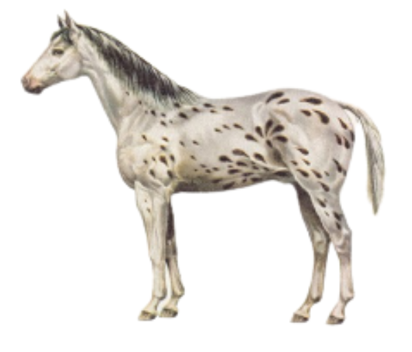 Appaloosa Raindrop physique and appearance