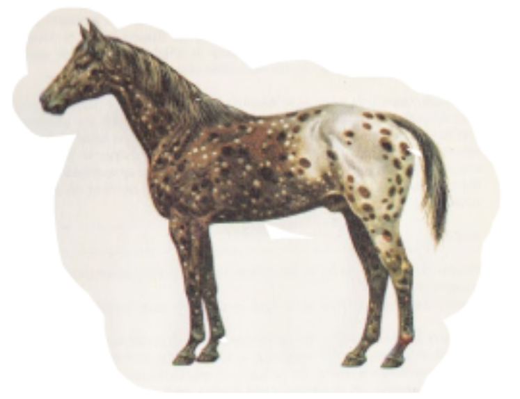 Physique of the Appaloosa Dark Foreparts Horse
