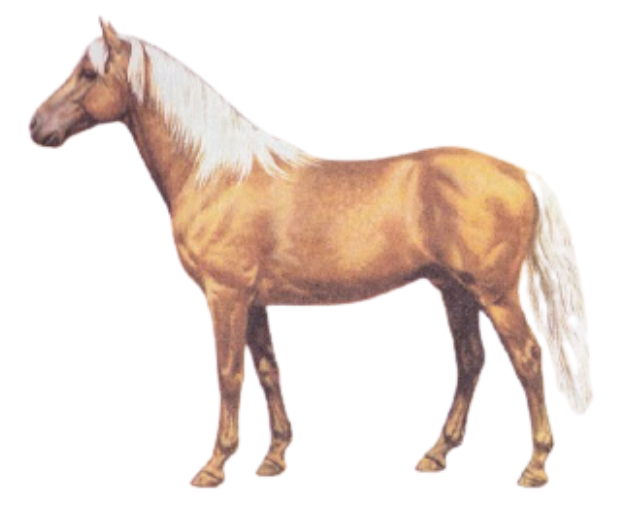 Palomino Horse Breed Physique