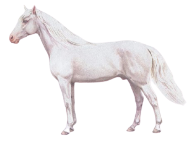 Physique of Albino Horse
