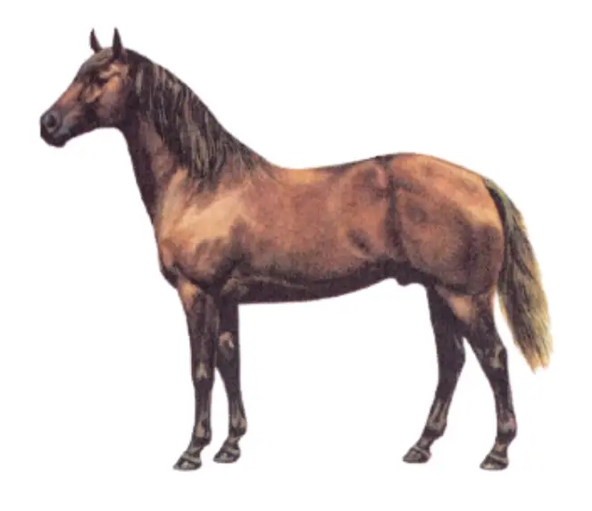 The physique of the American Quarter Horse