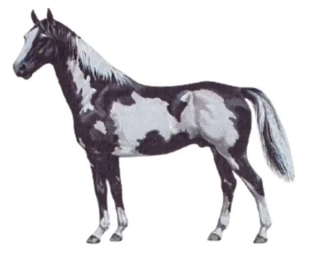 The physique of warmblood Pinto Horse Breed