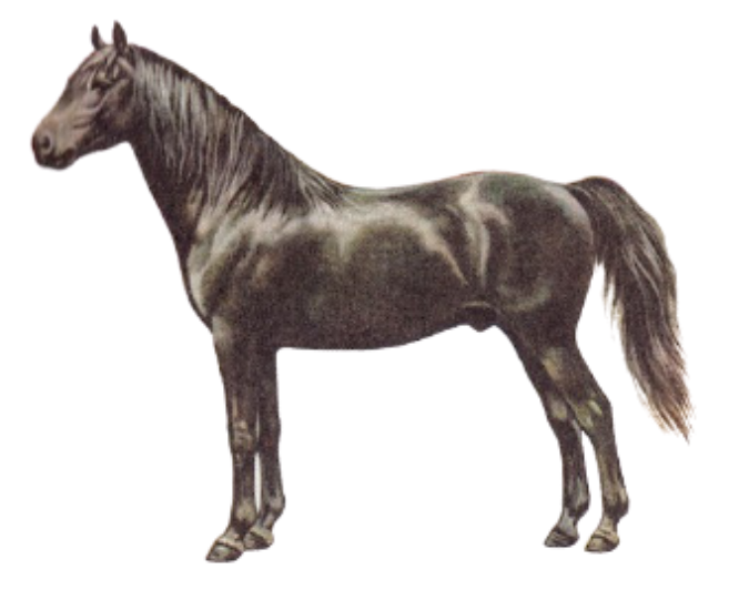 The physique of Morgan Warmblood Horse breed