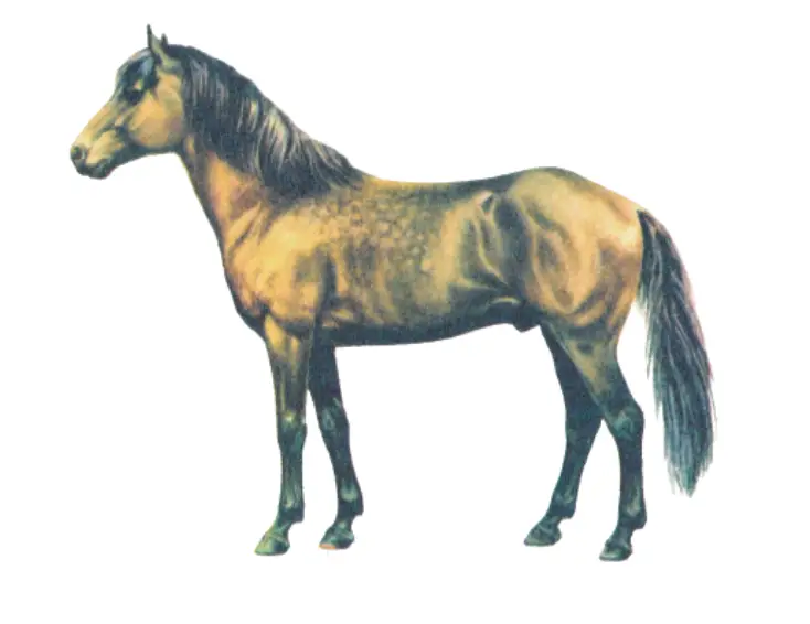 Gotland Pony Breed Type