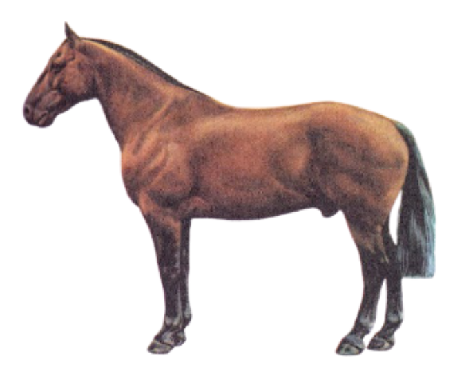 The physique of Irish Cob horse breed