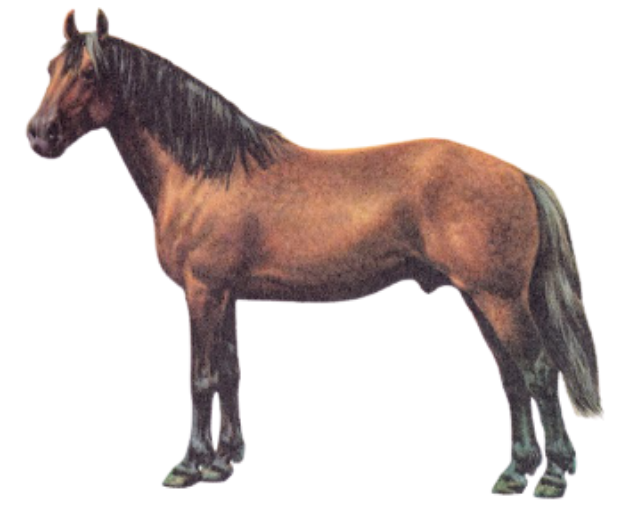 Irish Draught Horse physique