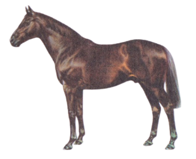 Thoroughbred Warmblood Horse Breed Physique