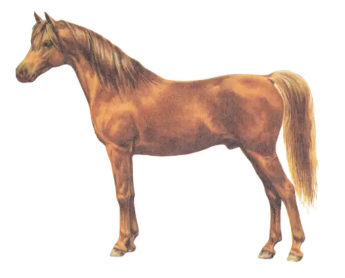 The physique of the Arab warmblood horse