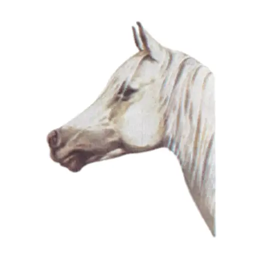Head of Krisoon Arab warmblood horse