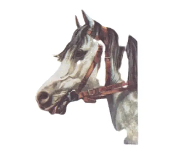 Head of Uracur Arab warmblood horse