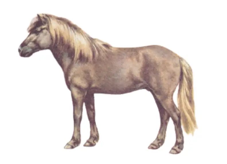 Iceland Pony Breed