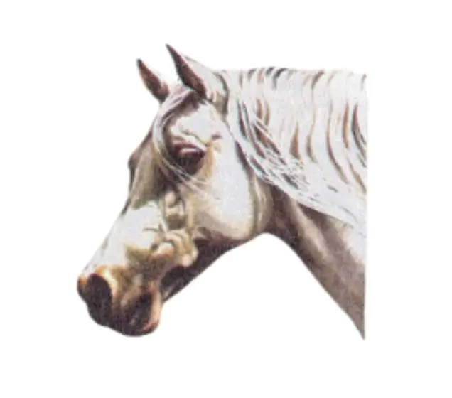 Head of Shammar Arab warmblood horse