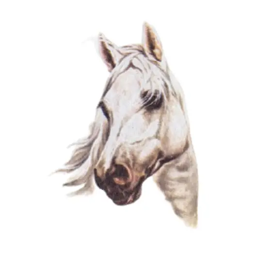 Head of Taraszczra Arab warmblood horse type
