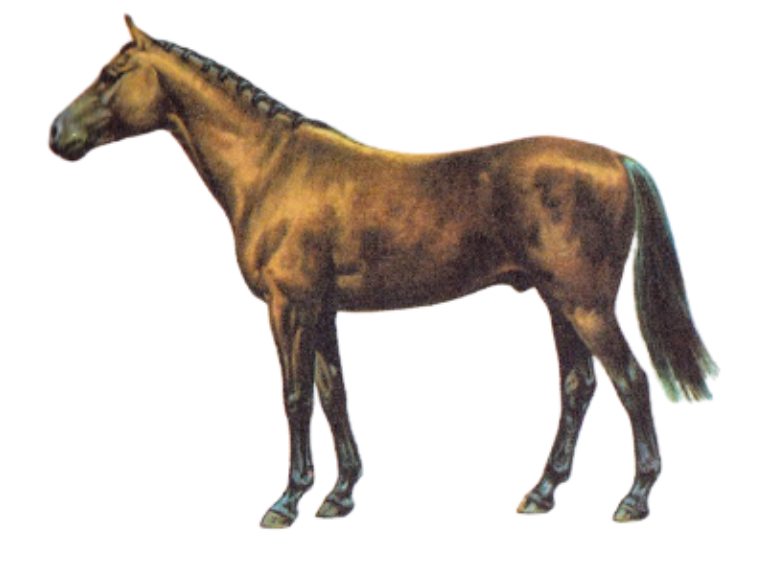 Anglo-Arab Warmblood Horse Physique