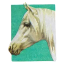 Head shape and form of the Shagya Arab warmblood horse