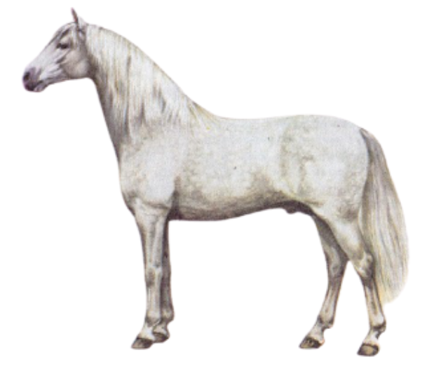 Andalusian warmblood horse breed