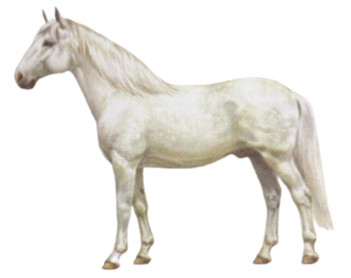 Kladruber warmblood horse physique
