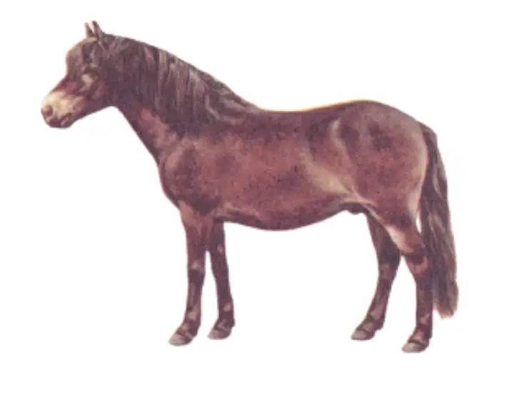 Exmoor pony breed