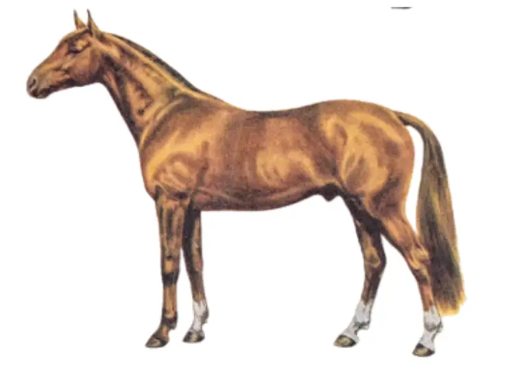 The physique of the French Saddle Horse (Selle Francias), Anglo-Norman