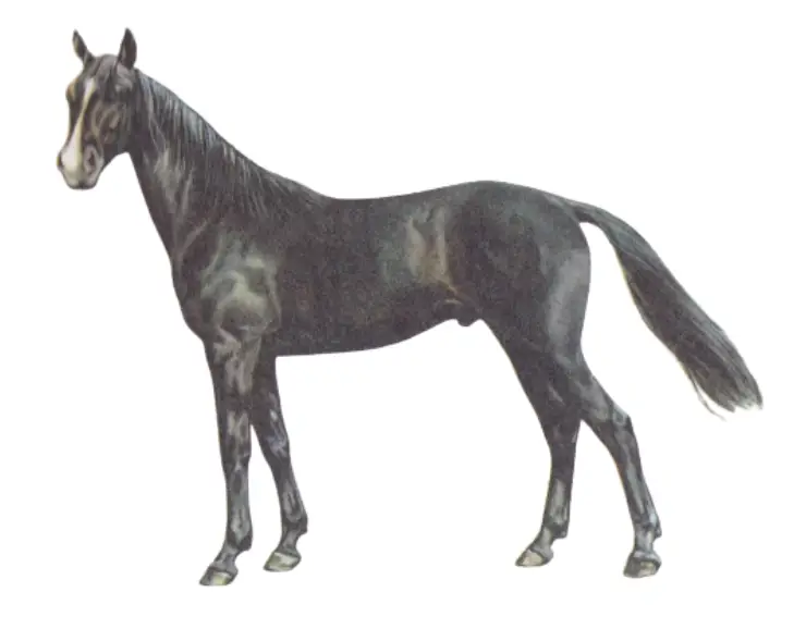 Physique of the French Trotter horse