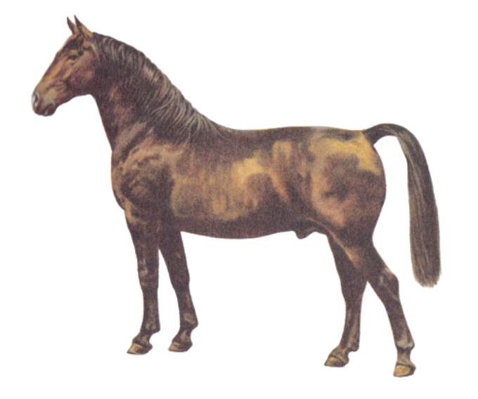 Oldenburg warmblood horse breed and their physique 