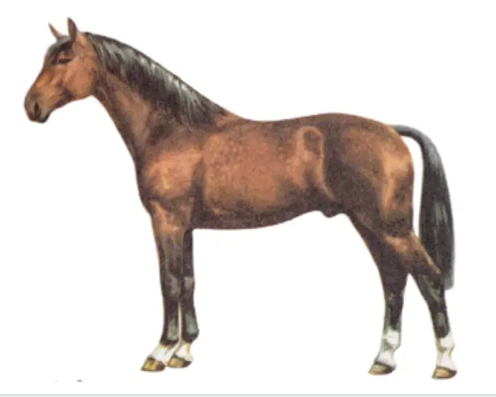 The physique of the Hanoverian horse