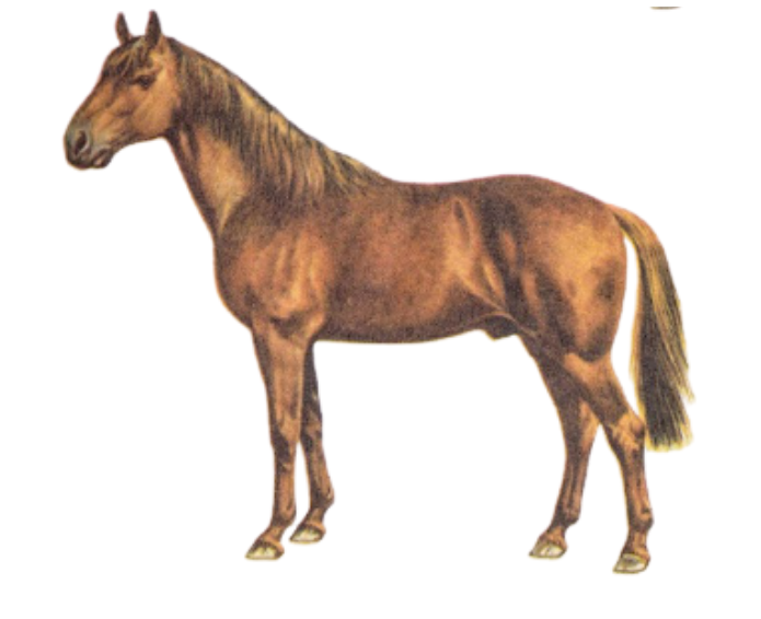 Physique of the Mecklenburg horse