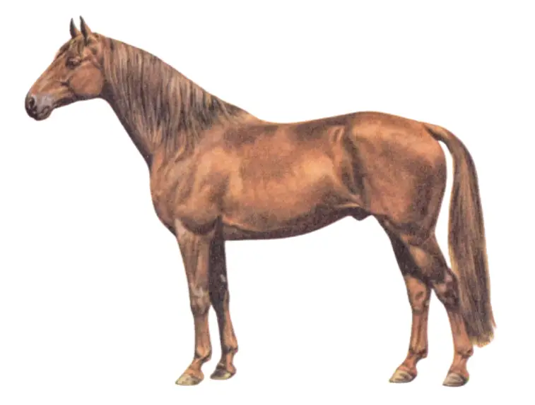 Warmblood Einsiedler Horse breed physique