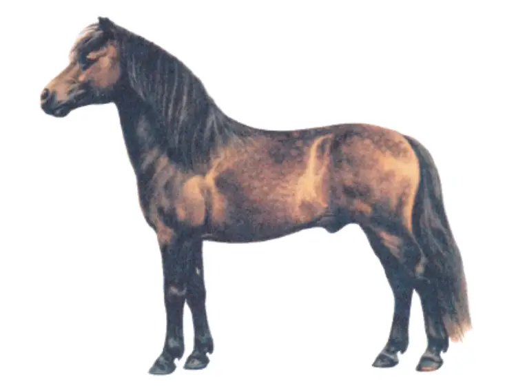 Dartmoor pony breed