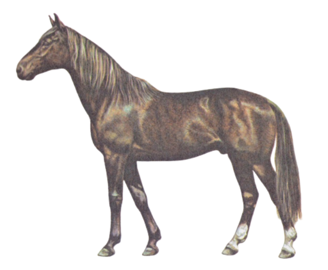 The physique of Furioso Warmblood horse