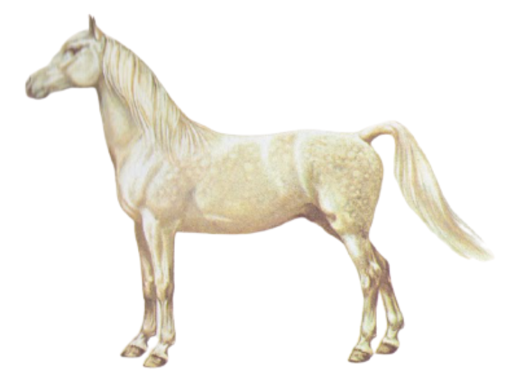 Gelderland Warmblood horse physique
